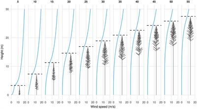 Age Dynamics of Wind Risk and Tree Sway Characteristics in a Softwood Plantation